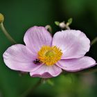 Japanische Anemone