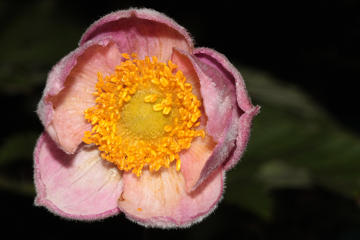 japanische Anemone