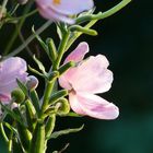 Japanische Anemone im Abendlicht