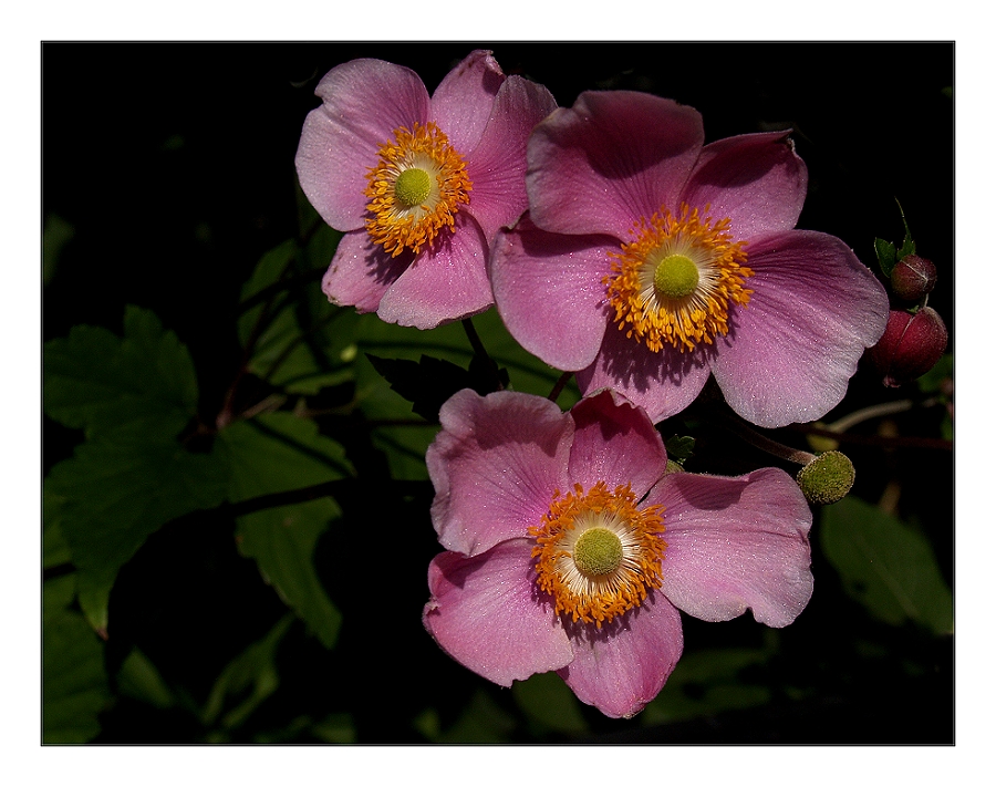 Japanische Anemonen