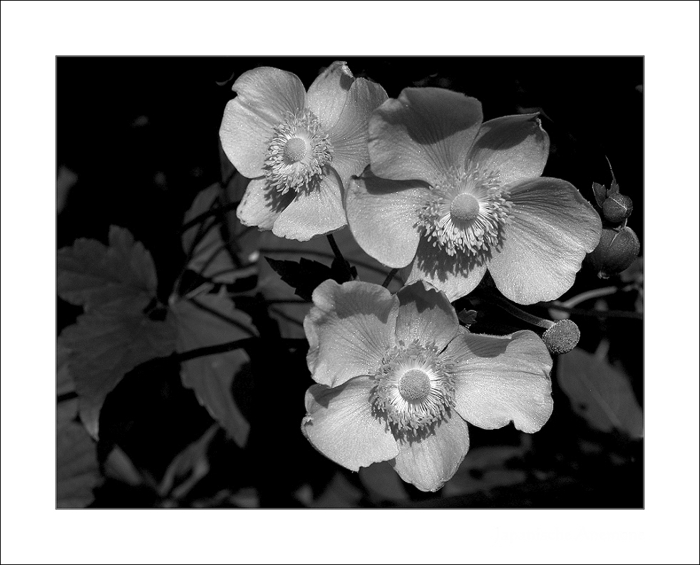 Japanische Anemonen