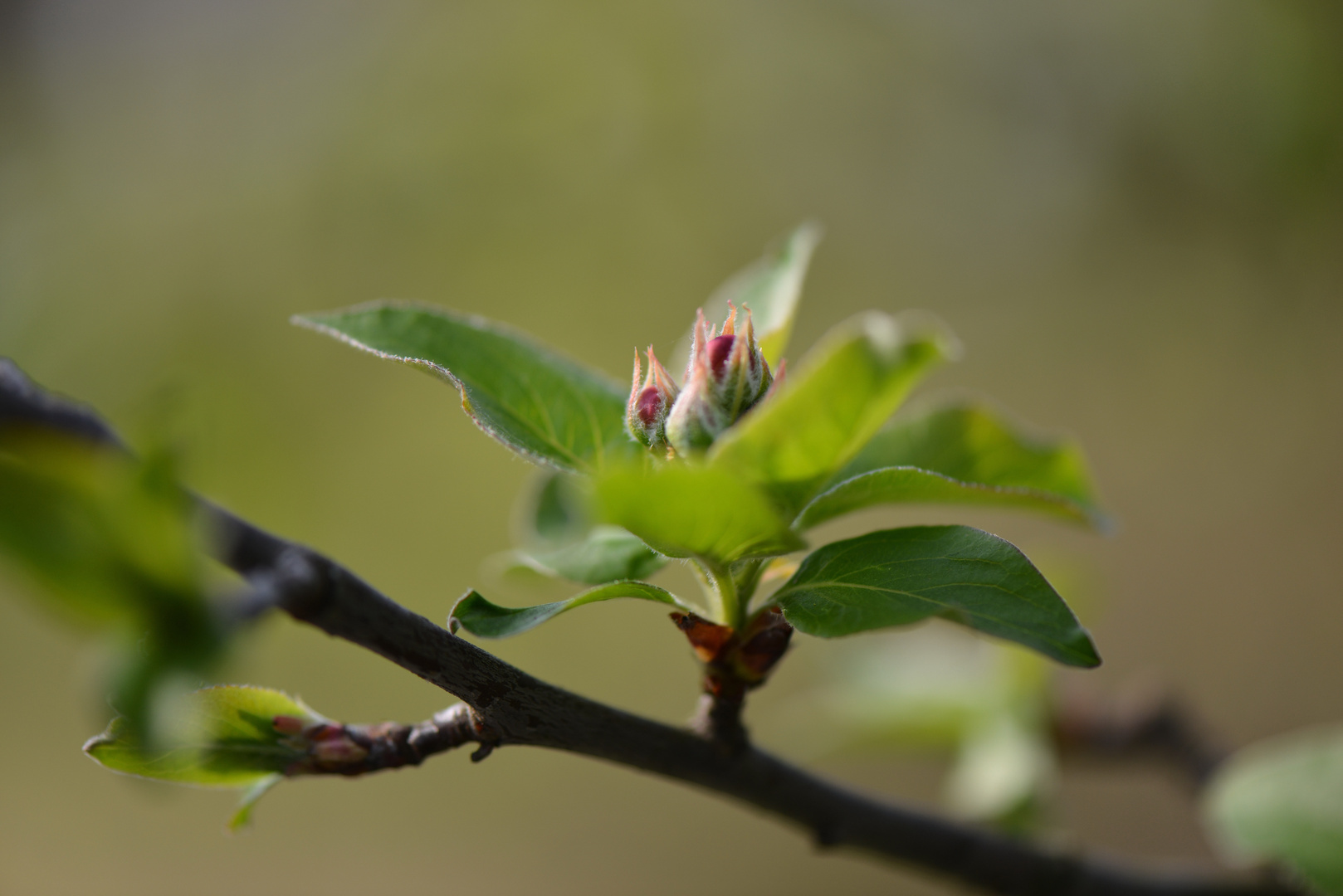 JAPANISCHE APFELBLÜTE, BOTANISCHER GARTEN BERLIN