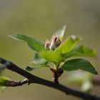 JAPANISCHE APFELBLÜTE, BOTANISCHER GARTEN BERLIN