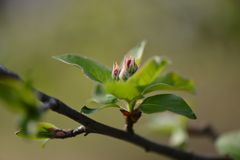 JAPANISCHE APFELBLÜTE, BOTANISCHER GARTEN BERLIN