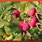 Japanische Apfelrose, die Frucht