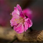 Japanische Aprikose (Prunus mume)...