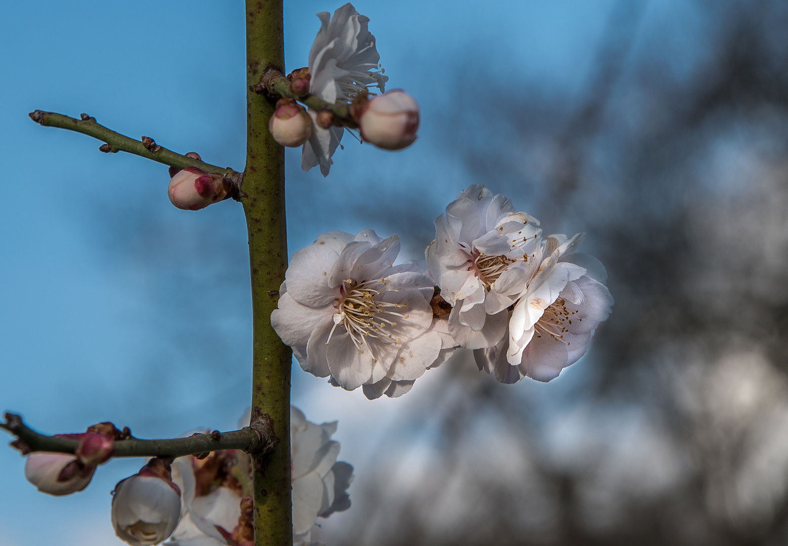 Japanische Aprikose (Prunus mume)