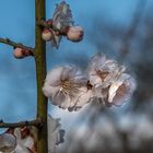 Japanische Aprikose (Prunus mume)