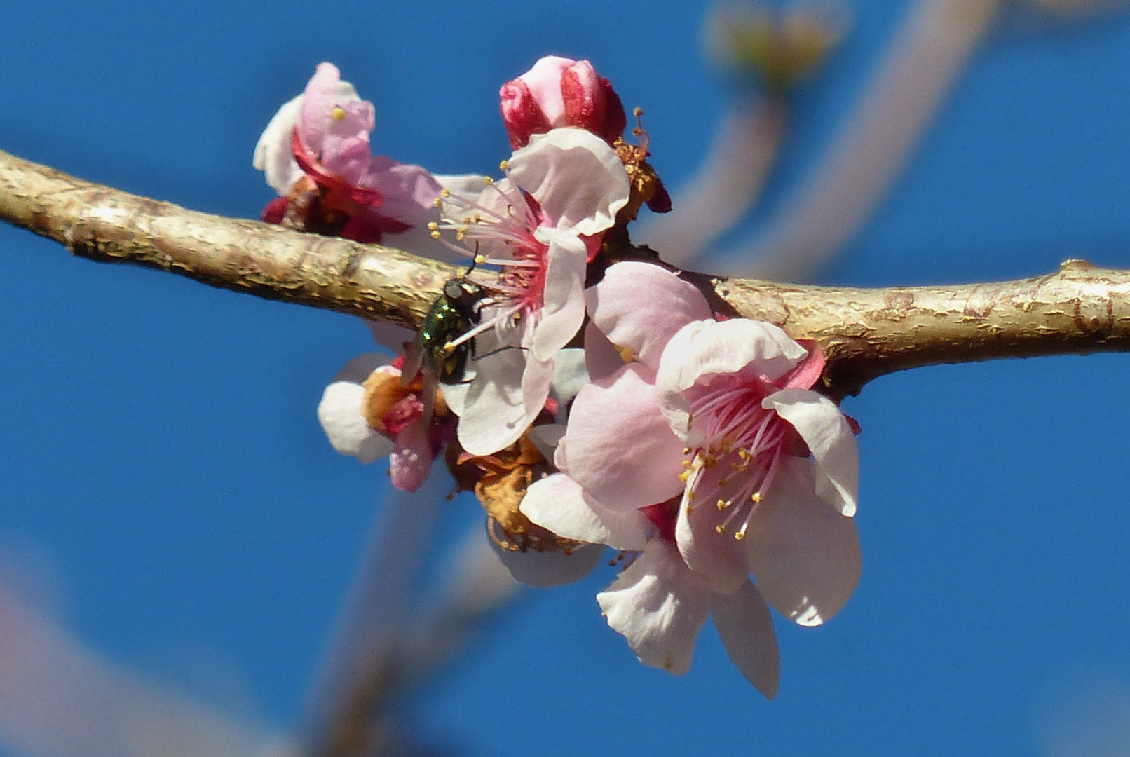 Japanische Aprikose (Prunus mume)