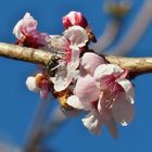 Japanische Aprikose (Prunus mume)