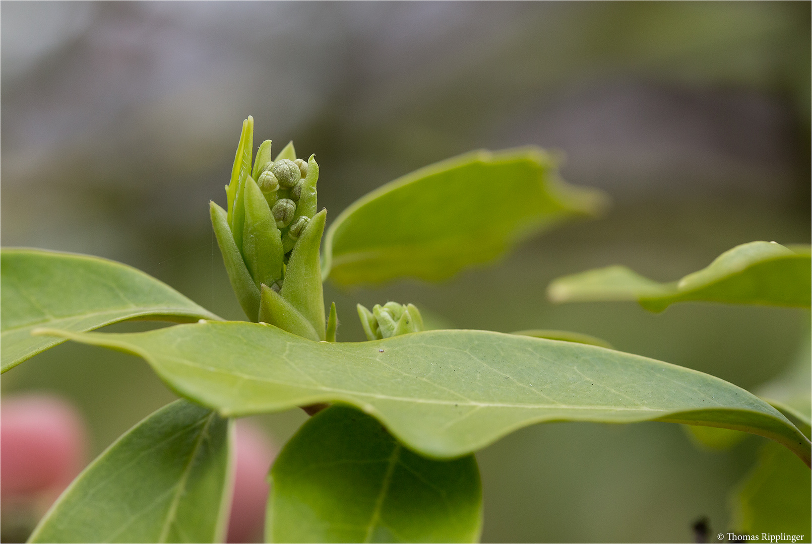 Japanische Aukube (Aucuba japonica)