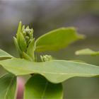 Japanische Aukube (Aucuba japonica)