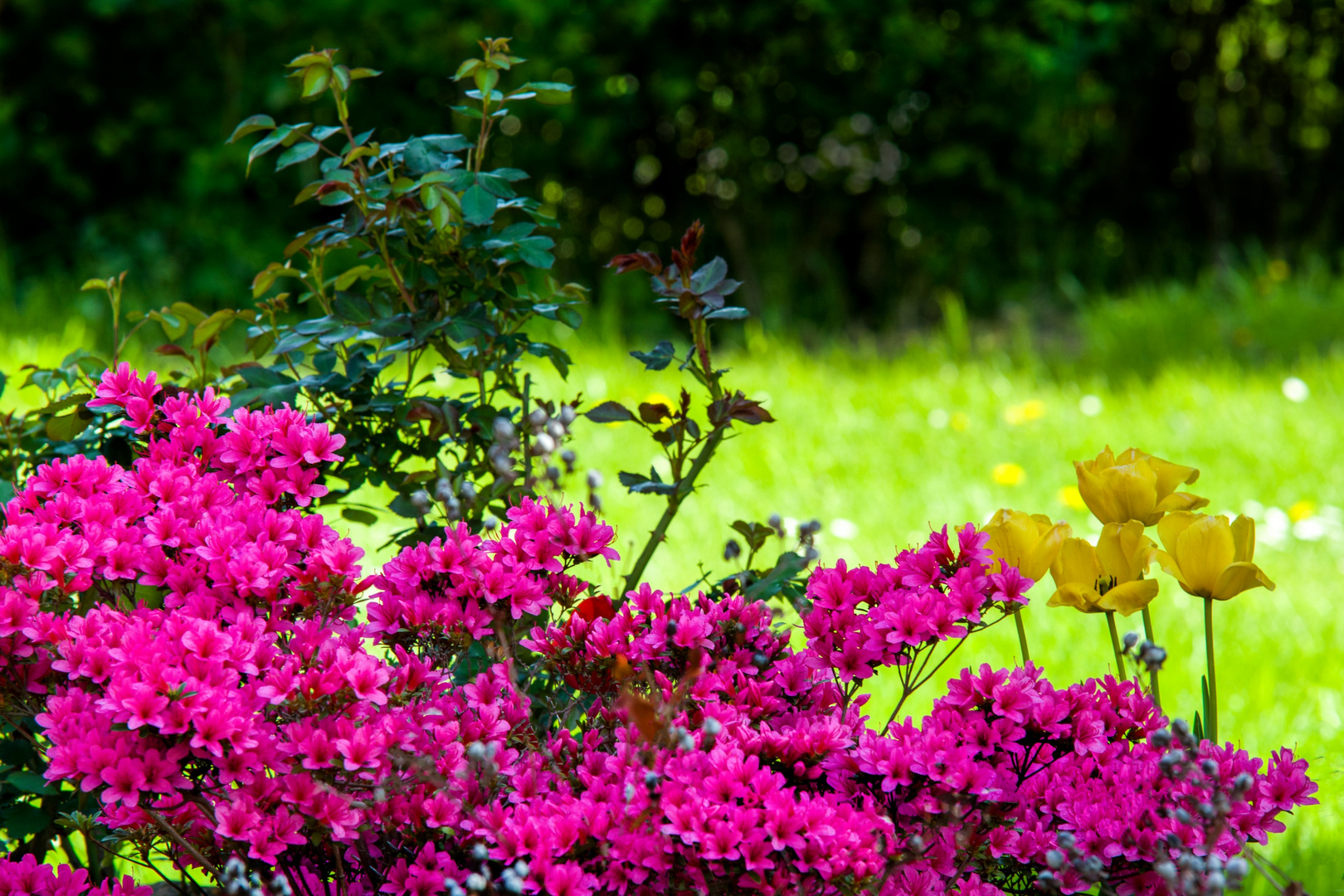 Japanische Azalee 'Gislinde'