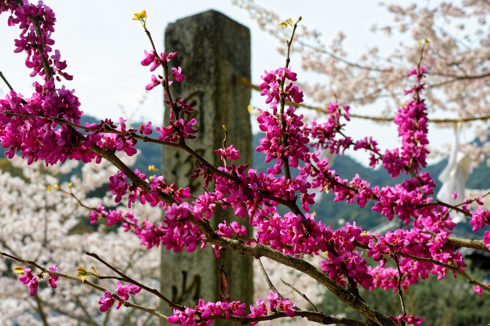 Japanische Blüte