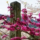 Japanische Blüte