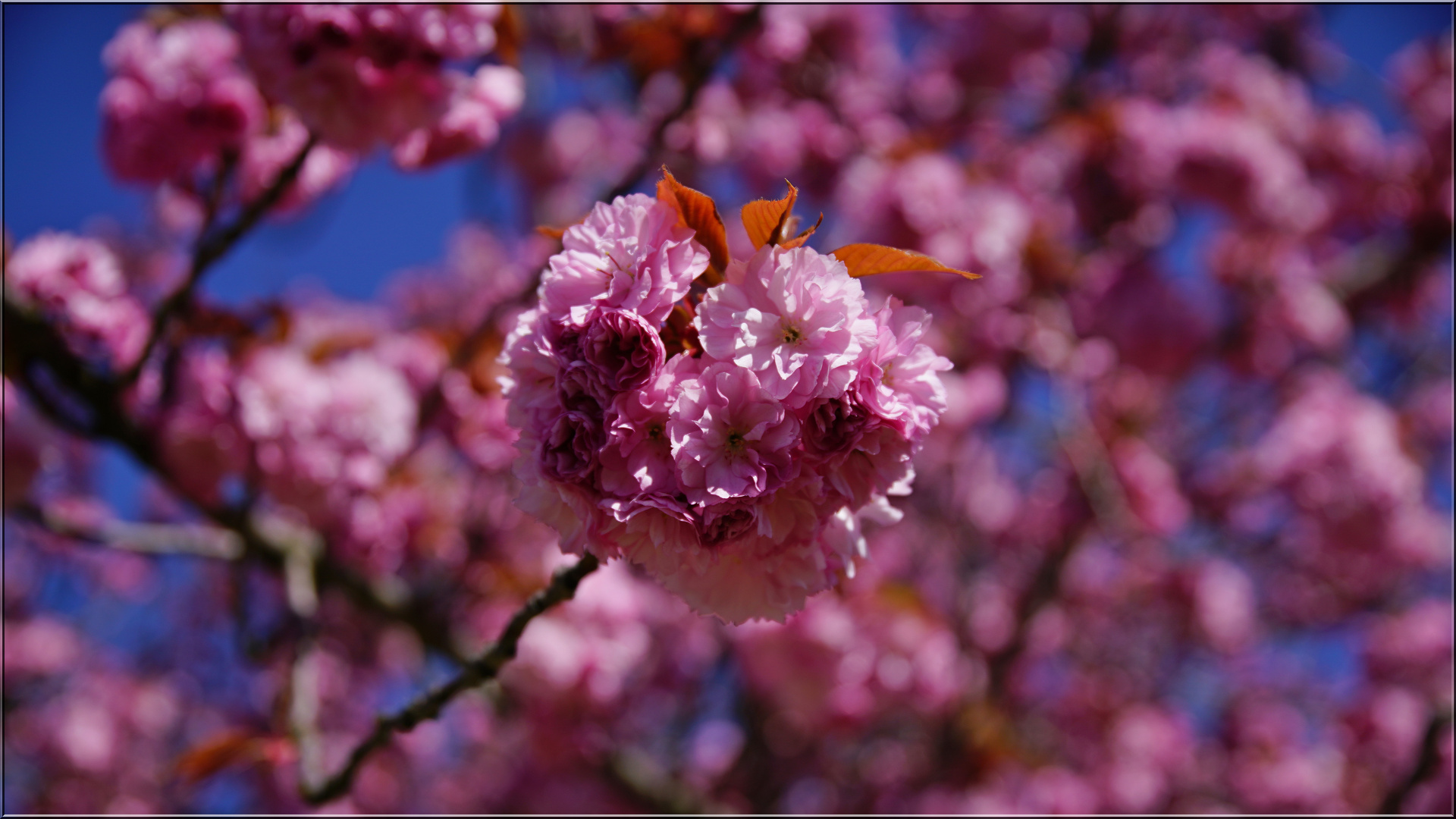 Japanische  Blüten Kirsche 