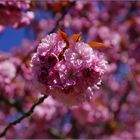Japanische  Blüten Kirsche 