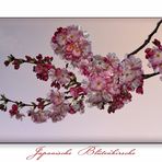 Japanische Blütenkirsche.......