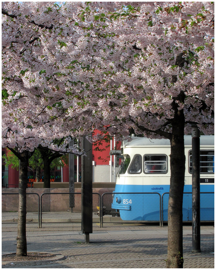 Japanische Blütenkirsche