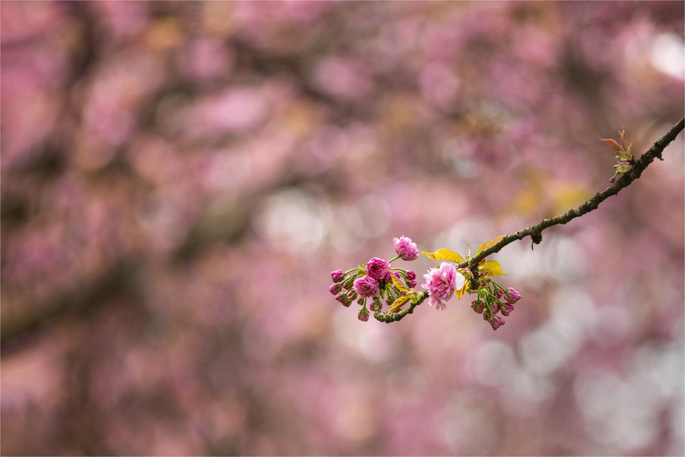 Japanische Blütenkirsche