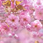 japanische Blütenkirsche