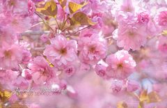 japanische Blütenkirsche