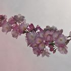Japanische Blütenkirsche......
