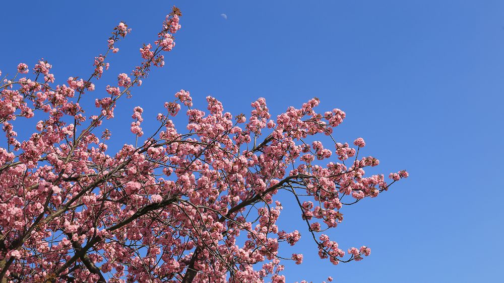 Japanische Blütenkirsche - Prunnus serrulata und der Mond