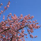 Japanische Blütenkirsche - Prunnus serrulata und der Mond