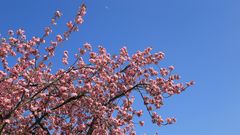 Japanische Blütenkirsche - Prunnus serrulata und der Mond