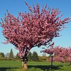 Japanische Blütenkirsche-Prunnus serulata hat mich gestern Morgen...