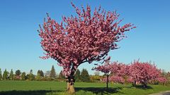 Japanische Blütenkirsche-Prunnus serulata hat mich gestern Morgen...