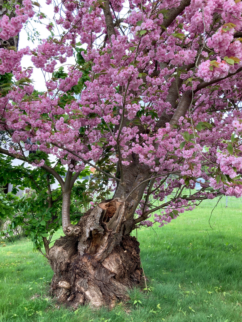 Japanische Blütenkirsche - Prunus