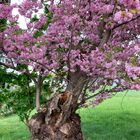 Japanische Blütenkirsche - Prunus