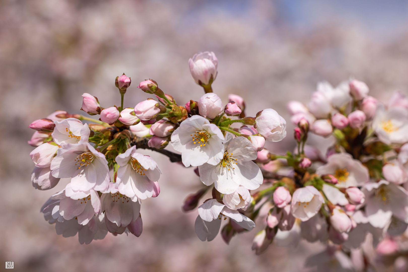 Japanische Blütenkirsche - Prunus