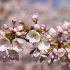 Japanische Blütenkirsche - Prunus
