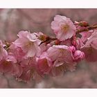 Japanische Blütenkirsche - Prunus serrulata...