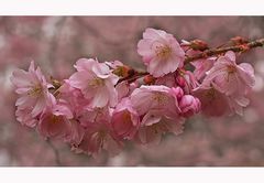 Japanische Blütenkirsche - Prunus serrulata...