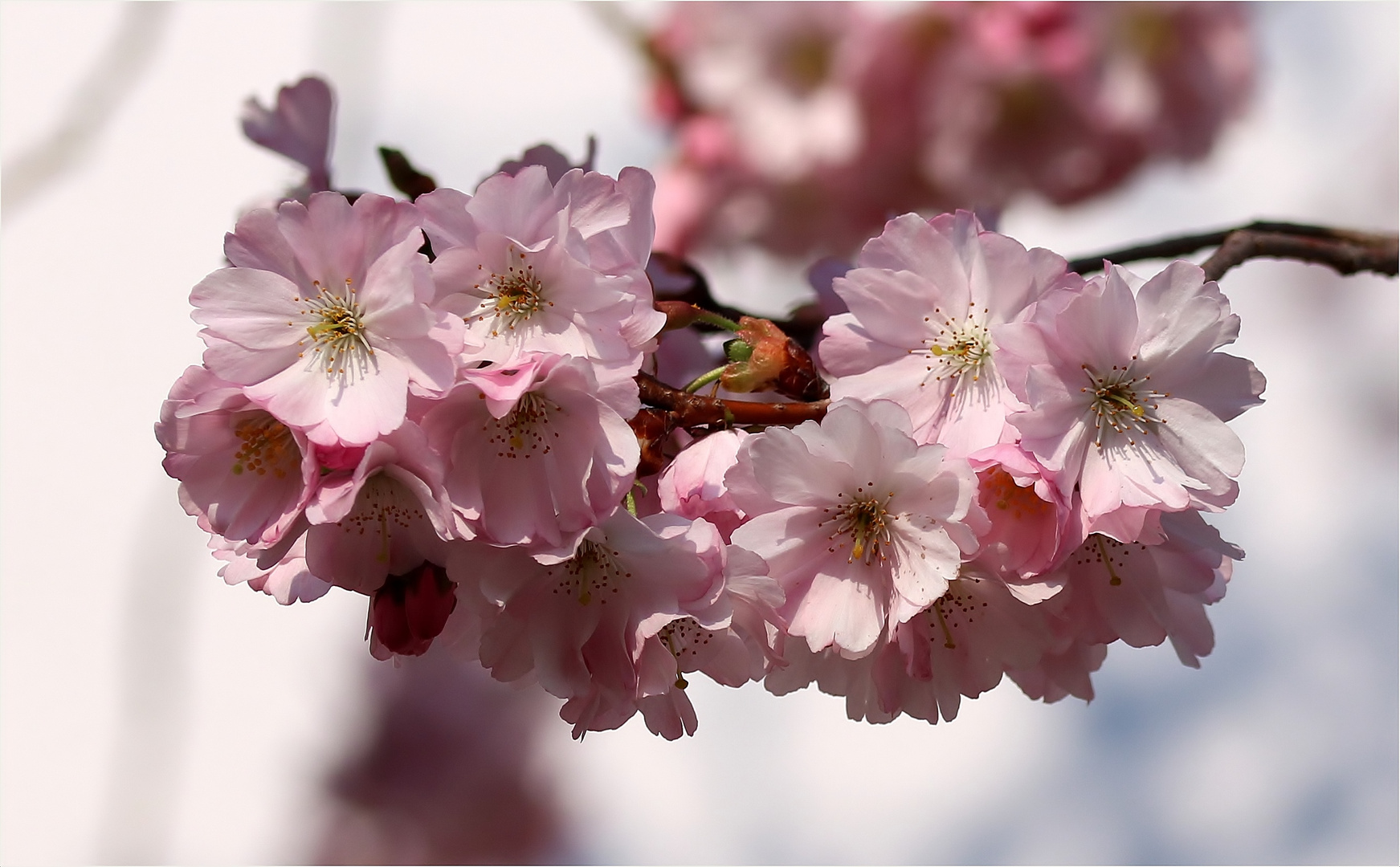 Japanische Blütenkirsche (Prunus serrulata).