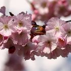 Japanische Blütenkirsche (Prunus serrulata).