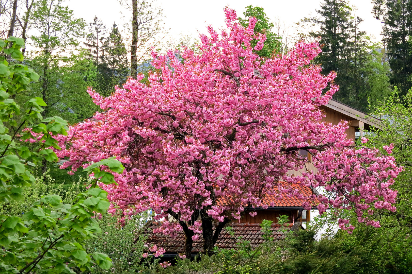 Japanische Blütenkirsche (Prunus serrulata)