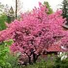 Japanische Blütenkirsche (Prunus serrulata)