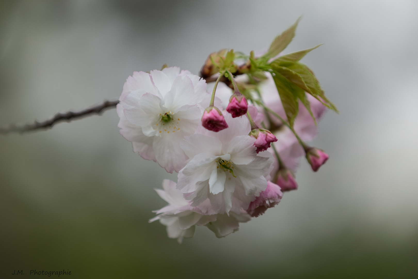 Japanische Blütenkirsche (Prunus serrulata) 