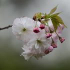 Japanische Blütenkirsche (Prunus serrulata) 