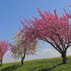 Japanische Blütenkirsche-Prunus serrulata  auf einer der schösten Straßen...