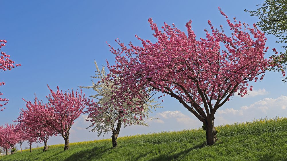 Japanische Blütenkirsche-Prunus serrulata  auf einer der schösten Straßen...