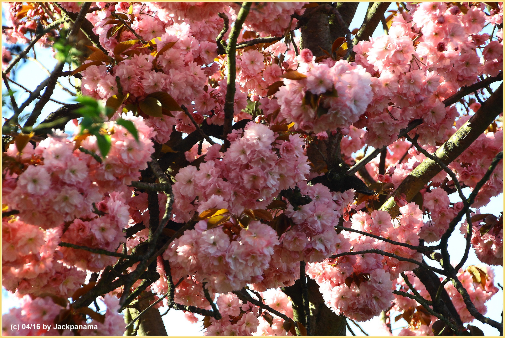 Japanische Blütenkirsche (Prunus serrulata)