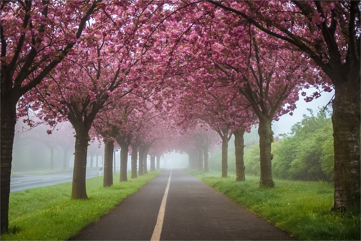 Japanische Blütenkirsche (Prunus serrulata)