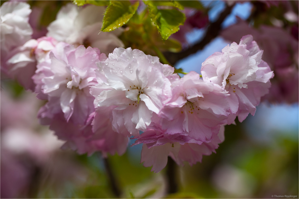 Japanische Blütenkirsche (Prunus serrulata higurashi) Kulturform.