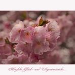 Japanische Blütenkirsche - Prunus serrulata - II.